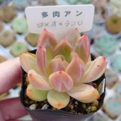 あーさん様 リクエスト 2点 まとめ商品