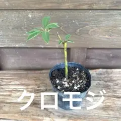 クロモジの苗木 11のサムネイル
