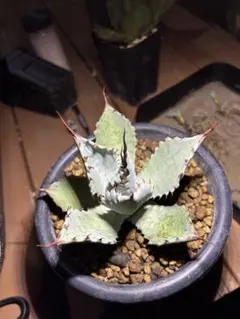 2025年最新】アガベ 吉祥天 パリーの人気アイテム - メルカリ