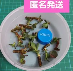 金のなる木　ちびっこ　カット苗　カネノナルキ　多肉のサムネイル