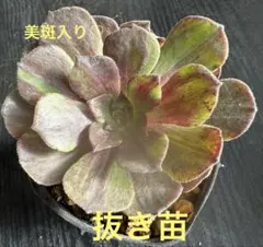 シ*ン様 アエオニウム 花月夜②⭐️お買い得