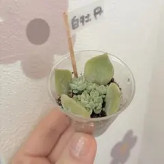 多肉植物　多肉　白牡丹　白ボタン　多肉丼　寄せ植え　葉挿し①のサムネイル