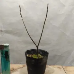 だれ様 リクエスト 3点 まとめ商品