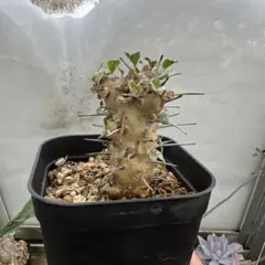 2026年最新】モンソニア クラシカウリスの人気アイテム - メルカリ