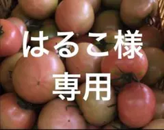 はるこ様　専用