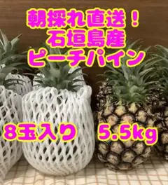 2026年最新】ピーチパイン 苗の人気アイテム - メルカリ