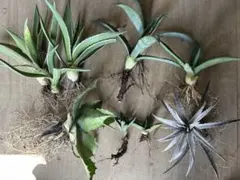 アボカド 接木苗 デューク7 - メルカリ