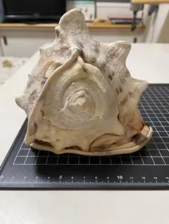 2026年最新】トウカムリの人気アイテム - メルカリ