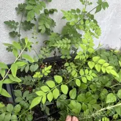 ハゴロモジャスミン　抜き苗2つ♡