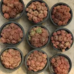 Top【選抜株】多肉植物　25778ローズウーマン　9個　鉢無し/脱土
