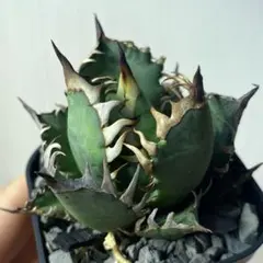 2025年最新】アガベ レッドキャットウィーズルの人気アイテム