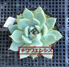 チワワエンシス　抜き苗　多肉植物 10-14