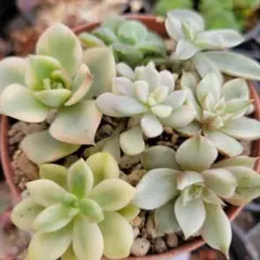 けい様 リクエスト 2点 まとめ商品