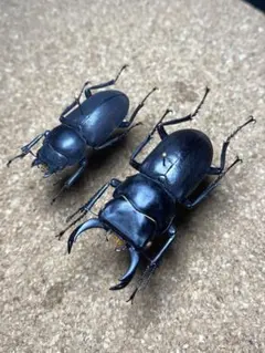 特大 オキノエラブヒラタクワガタ 野外品 - メルカリ
