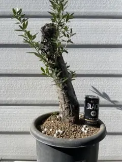 2026年最新】オリーブ 古木の人気アイテム - メルカリ