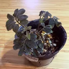 ソラナム・ウレアナム Solanum uleanum ビロード黒い葉っぱ観葉植物のサムネイル
