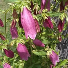 ファルコ様 リクエスト 2点 まとめ商品