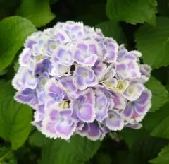 本紫陽花 挿し穂 5本 ブルー 枝 - メルカリ