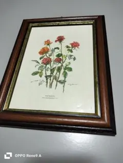 イタリア製アンティークボタニカル額絵 イタリア製 ボタニカルアート 額装品 Papaver Erratum - メルカリ
