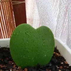 ゆり様 リクエスト 2点 まとめ商品