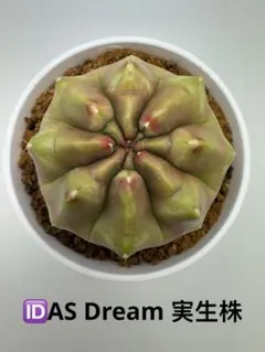 ASギムノカリキウム ミハノビッチ ID：Black Widowサボテン - メルカリ