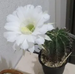 ミルクのママ様 リクエスト 2点 まとめ商品