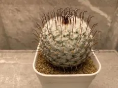 2025年最新】マミラリアの人気アイテム - メルカリ