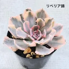 紅桃花×ラウイ 札付き ルイパパ - メルカリ