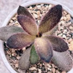 多肉植物 カランコエ チョコロウル(ロウルサンコさんオリジナル・繁殖