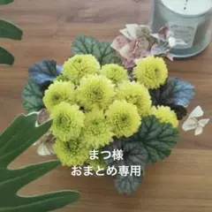 まつ様おまとめ専用　ポンポンマム　2苗のサムネイル