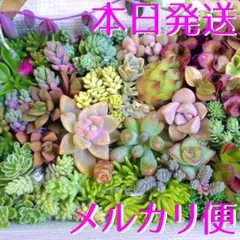 【本日発送】「多肉植物」✾ 小さなカット苗 27種セット 詰め合わせ ネコポス