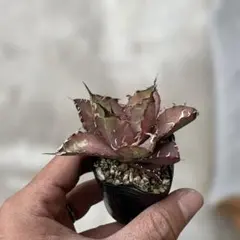 アガベ メキシコ産種子 オテロイ 実生 - メルカリ