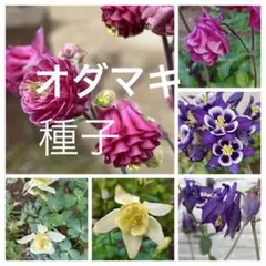 2026年最新】オダマキ種の人気アイテム - メルカリ