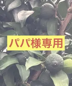 パパ様専用　2キロ