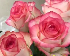 ネネ様 リクエスト 5点 まとめ商品