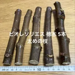 2026年最新】穂木 イチジクの人気アイテム - メルカリ