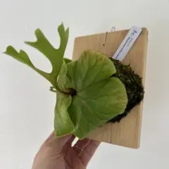 ⭐︎ビカクシダ　リドレイ　板付⭐︎のサムネイル
