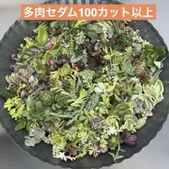 2026年最新】多肉 カット苗セットの人気アイテム - メルカリ