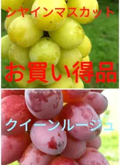4種食べ比べ シャインマスカット ブラックビート クイーンルージュ