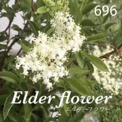 2026年最新】エルダーフラワー 苗の人気アイテム - メルカリ