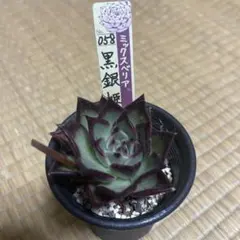 多肉植物 スターファイヤー 小苗 抜き苗 - メルカリ