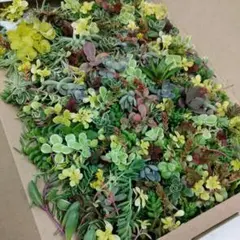 セダム　詰め合わせ　カット苗　20種類　ネコポス匿名発送