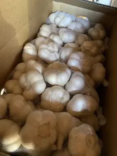 新物 令和8年度産 青森県産 福地ホワイト六片 生にんにく M 玉