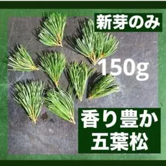2026年最新】松の木の人気アイテム - メルカリ