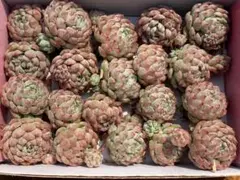 ハ*ス様 CF384　ラノリンボール　20苗セット　多肉植物　カット苗　エケベリ
