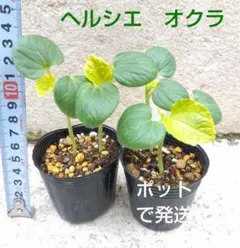 【クレア様専用】4株　オクラ　ヘルシエ（２ポット）+グラッセ カボチャ１苗