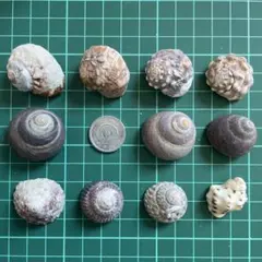 No.42 貝殻 巻貝 ヤドカリ サイズ色々 ミックス 宿替え 引越し