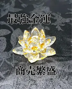 超大型 金のなる木 観葉植物 多肉植物 鉢付き 特大 カネノナルキ