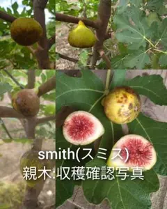 イチジク苗木　2品種セット　Rubadoルバド Smith（浅）スミス 2025年最新】いちじく smithの人気アイテム - メルカリ