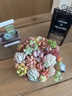 2026年最新】多肉植物 寄せ植え そのまま飾れるの人気アイテム - メルカリ